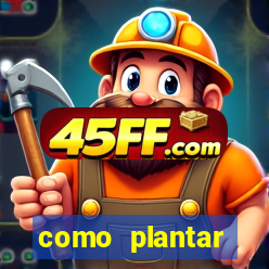 como plantar gergelim no vaso